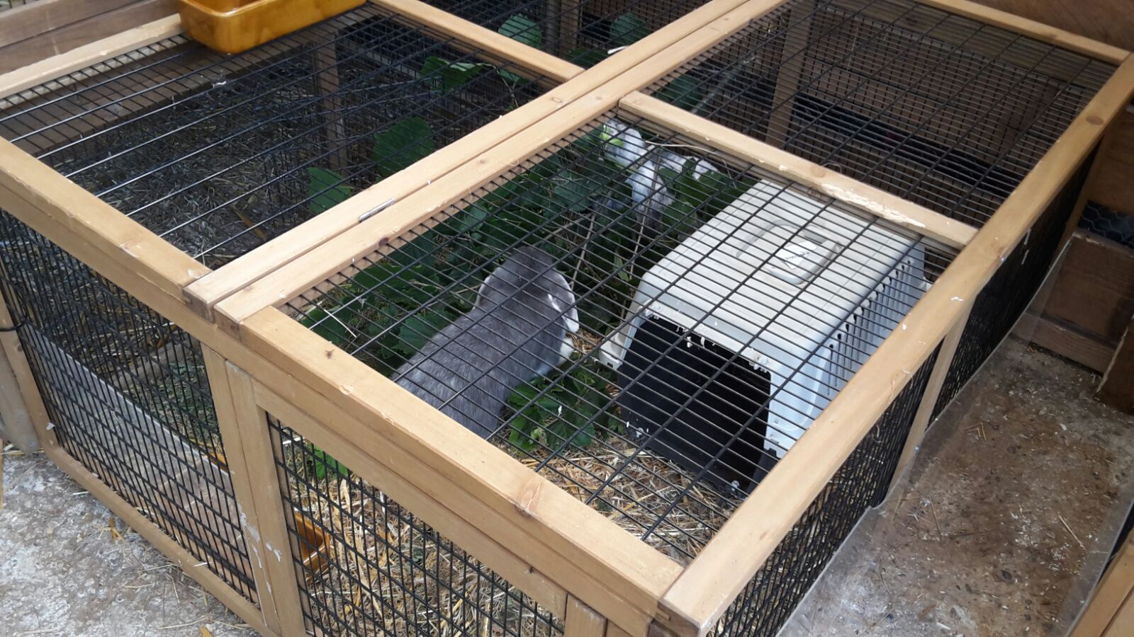 Zwei Hasen in einem Stall der Nagerecke. 
